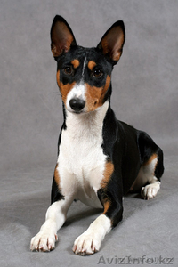 куплю щенка породы БАСЕНДЖИ #355540