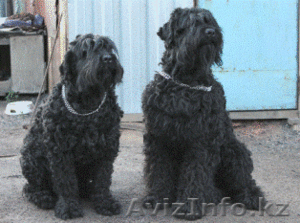 Щенки породы Русский Черный Терьер #364583