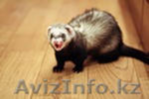 Продам харька торг. #362530