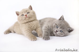 Куплю котенка британской породы #340710