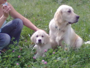 щенков Голден ретривера #349186