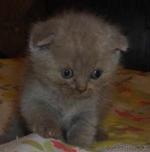 продам очаровательных котят породы Шотландская Вислоухая  и Британца #339644