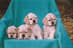Щенки американского кокер-спаниеля #340544