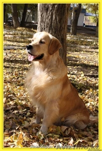 Щенки золотистого ретривера. #349547