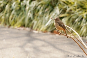 Ивандомалия  кокешничы #355762