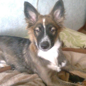 В добрые и заботливые руки #341816