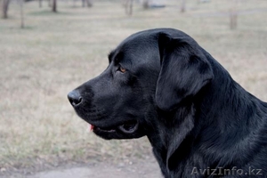 Продам лабрадора-ретривера #365227