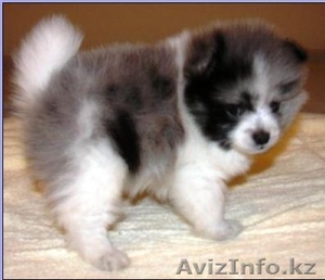 я теперь доступны четыре великолепные щенки померанский  #356435