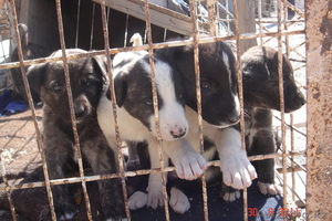 СРОЧНО ПРОДАМ щенят алабая #367567