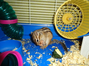 Продам бурундука #351896