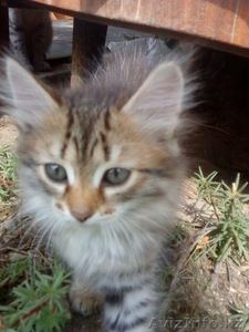 Отдаю котят в добрые руки #338422