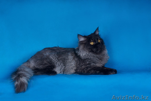 Сибирский котенок от Чемпиона WCF Барина #345702