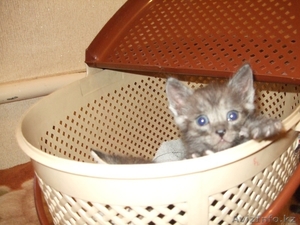 Котята ищут новый дом #358972