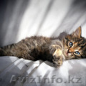 Отдам в хорошие руки милого котёнка. #365645