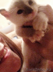 Отдам котят в хорошие руки. БЕСПЛАТНО  #350637