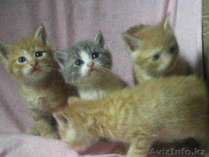 Отдам котят в хорошие руки!! #367135