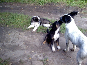 Отдам щенков в дар. #344428