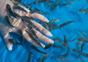 МАССАЖ ПРОФЕССИОНАЛЬНО В АЛМАТЫ #350008