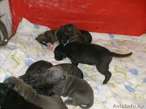 Питбультерьеры щенки #342976