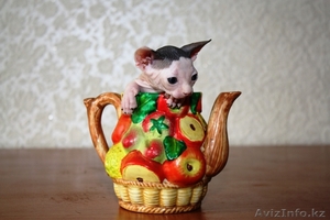 канадские сфинксы и донские сфинксы #181801