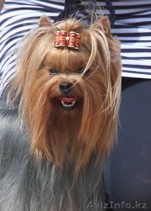 Щенок йорка,  девочка,  5 мес #368381