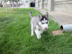 продам щенка Хаски #364052