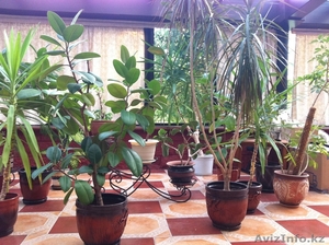 распродажа комнатных растений #357097