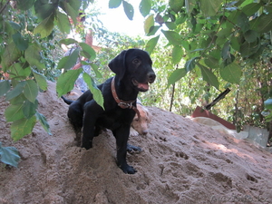 Щенки лабрадора-ретривера #296169