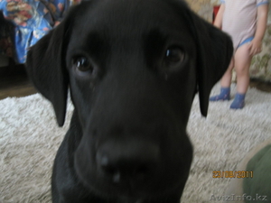 Продам умного щенка лабрадора с хорошей родословной , привит. Черного окраса  4ме #364084