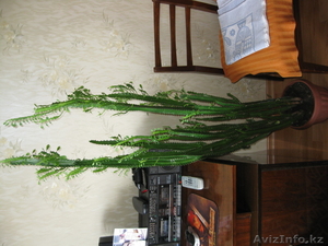 Дифенбахия и Молочай #358070