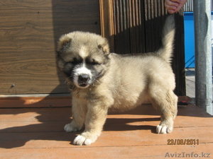 Продаются элитные щенки кавказской овчарки #344169
