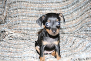 продаем щенков  ТОЙ ТЕРЬЕРА #360293