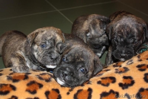 продам элитных щенков ка де бо от Чемпионов  #362000
