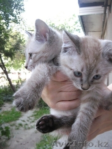 котята ищут дом #345132