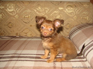 щенки той-терьера #358187