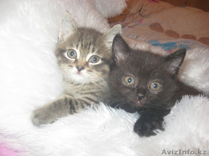 котята продам,  отдам в хорошие руки #358675