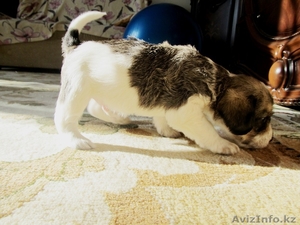 Продам не дорого милых добрых щенят) #359340