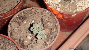 кактусы и суккуленты #358249