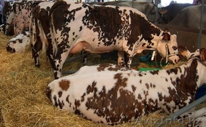 Продам натуральные молоко (+ молочные продукции)  #338953