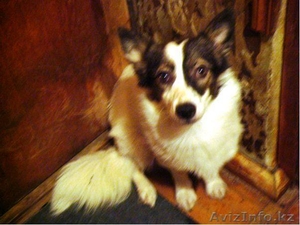 Собачки, Кошечки в хорошие руки! #339632