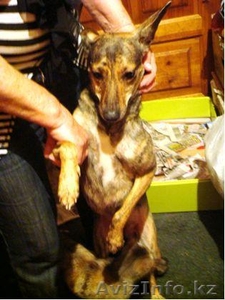 Даром в хорошие руки! #339637