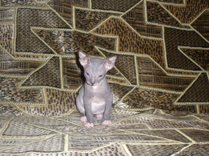 Продам донских сфинских котят #344524