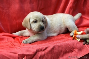 Щенки лабрадора в Кургане #340449