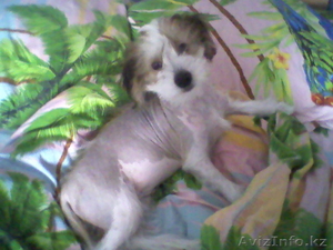 Китайская хохлатая собака ищет нового хозяина #358669