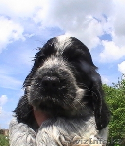 Щенки английского кокер спаниеля #359256