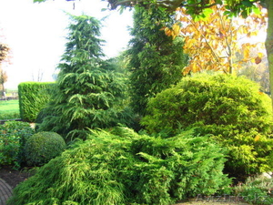 хвойные растения #350067