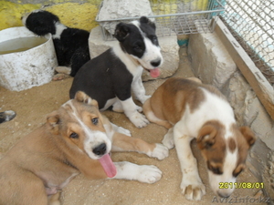 Среднеазиатские овчарки #335325