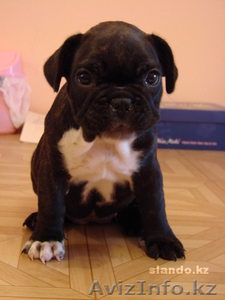 Продам красивых щенков французского бульдога #344105