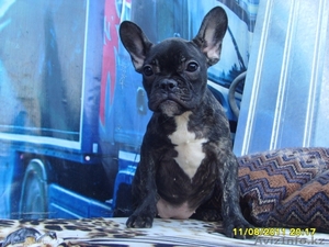 Подрощенные щенки Французского бульдога питомник  #358867