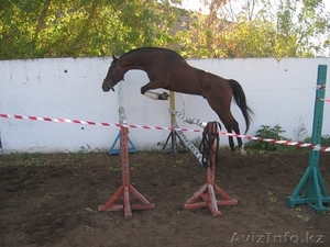 продажа англо-тракена #351582